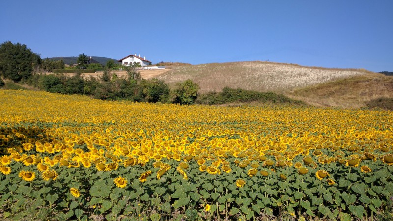 Sonnenblumen im Baskenland