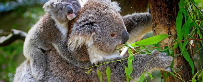 Koala Bär, Australien