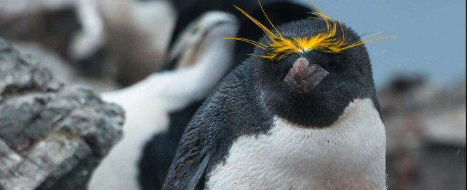 Macaroni Pinguin auf Half Moon