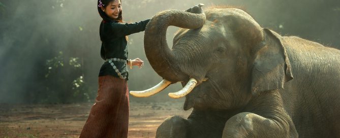 Elefant