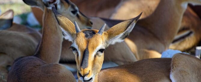 Namibia Wildlife